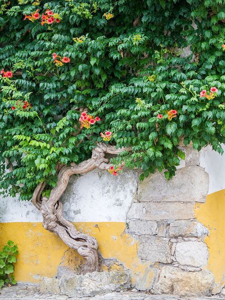 Eggers, Julie 아티스트의 Portugal-Obidos-Large trumpet vine growing against a wall in the streets of Obidos작품입니다.